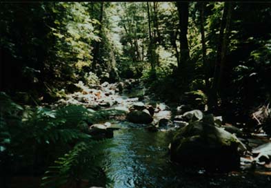 The Creek